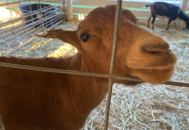 A goat sticking its nose through the fence at the Warren County Farmers' Fair 2023