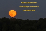 The harvest moon rises over Villa Milagro Vineyards 