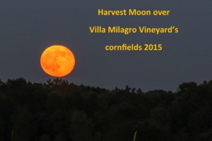 The harvest moon rises over Villa Milagro Vineyards